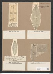 Navicula zanzibarica Grev. (de-Toni-Nr.: Genus 1, Species 668) Zeichnungen Sammlung Grunow Nr. 1261 (NHMW-BOT-W0367908)